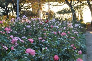 与野公園2