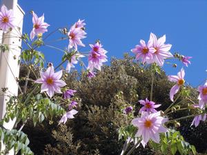 大戸西花9