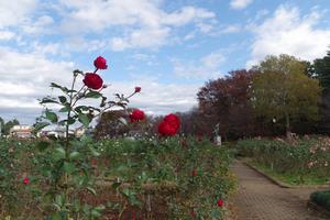 与野公園8