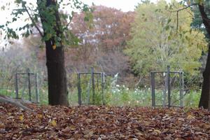 与野公園紅葉3