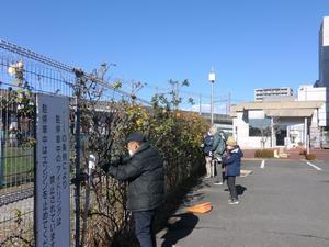 つるバラ剪定2