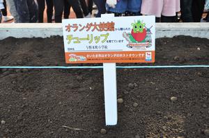 与野本町小学校チューリップ球根植え4