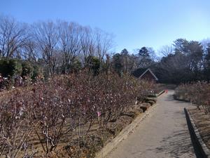与野公園バラ剪定2