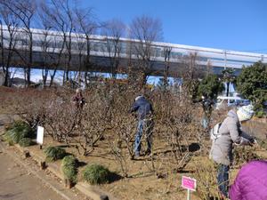 与野公園バラ剪定6