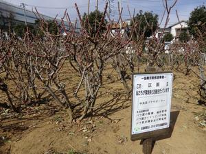 与野公園バラ剪定8