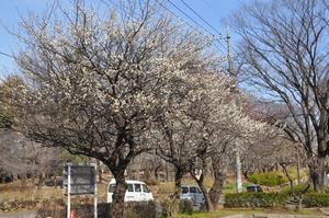 与野公園梅6