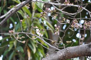 与野公園桜1