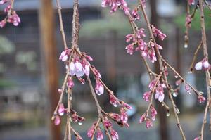 圓乘院千代桜3