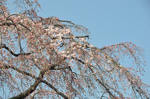 圓乘院千代桜2