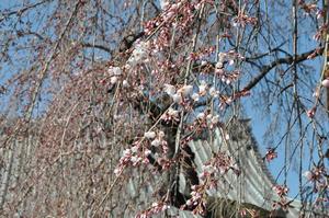 圓乘院千代桜3