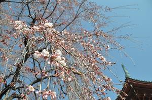 圓乘院千代桜6