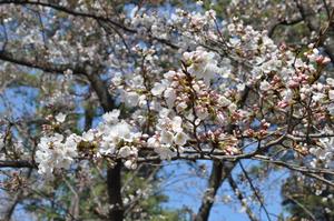 与野公園桜5