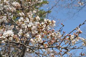 与野公園桜6