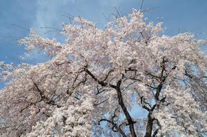 圓乘院千代桜4