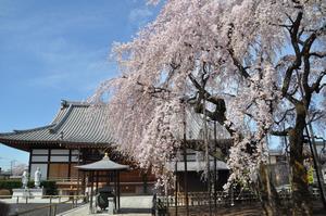圓乘院千代桜5
