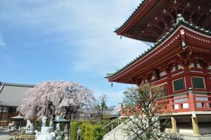 圓乘院千代桜6