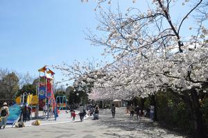 与野中央公園桜1
