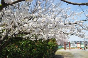 与野中央公園桜2