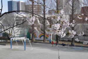本町小桜