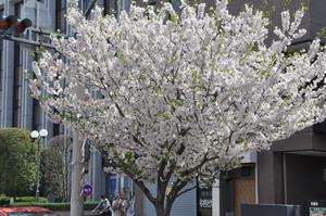 上落合桜2
