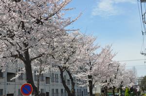 新中里桜