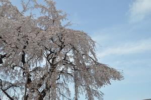 圓乘院千代桜5