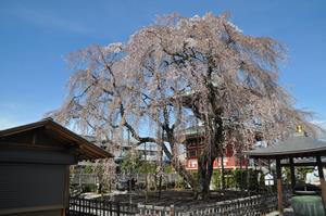 圓乘院千代桜1