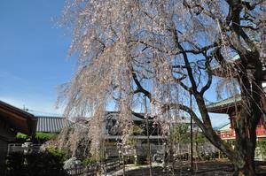 圓乘院千代桜2