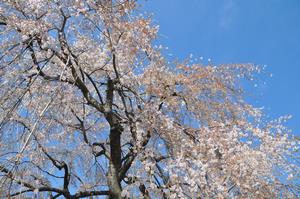 圓乘院千代桜4