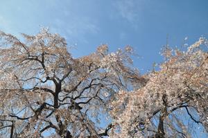 圓乘院千代桜5