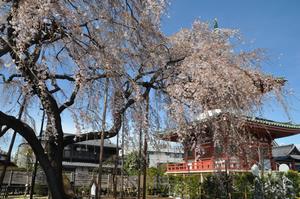 圓乘院千代桜6