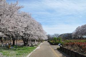 与野公園桜1