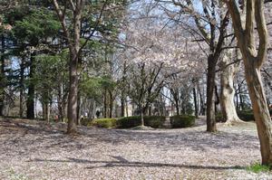 与野公園桜2
