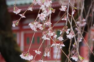 圓乘院千代桜2