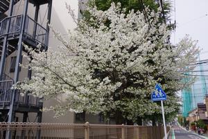 鈴谷小桜1