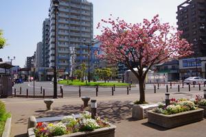 与野駅前桜1