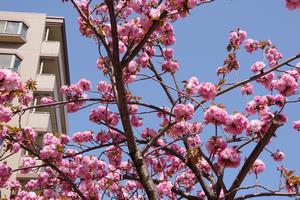 与野駅前桜3