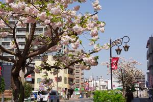 与野駅前通り桜1