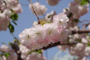 与野駅前通り桜3