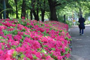 与野公園ツツジ
