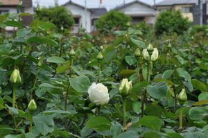 与野公園バラ5