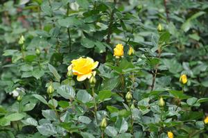 与野公園バラ6