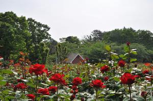 与野公園バラ2