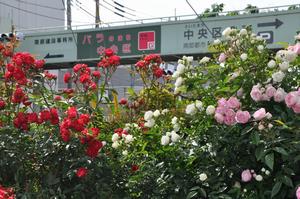 庁舎周辺バラ4