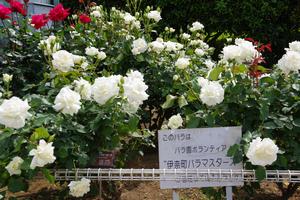 伊奈町バラ園3