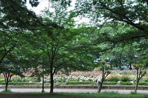 与野公園バラ1