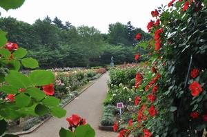 与野公園バラ4