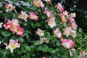 与野公園バラ8