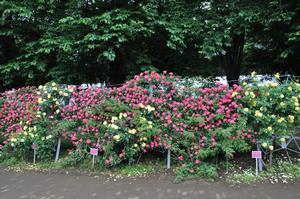 与野公園バラ3