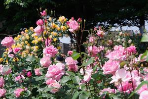 与野公園バラ12